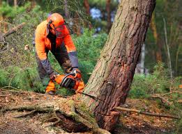 Reliable Ceres, CA Tree Removal and Landscaping Services Solutions